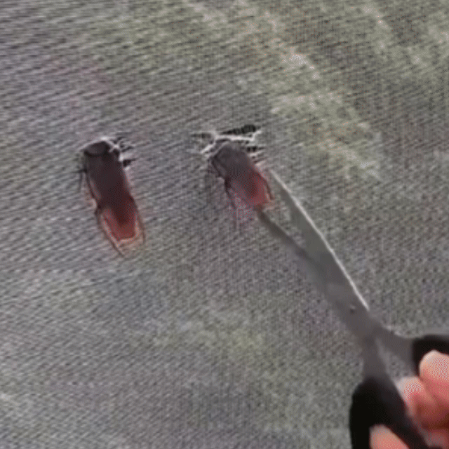 Bandă Adezivă pentru Repararea Plaselor – Ușor și Durabil